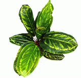 Artificial Medium Calathea Veitchiane Plant