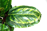 Artificial Medium Calathea Veitchiane Plant
