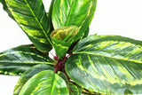 Artificial Medium Calathea Veitchiane Plant
