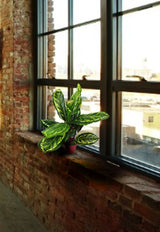 Artificial Medium Calathea Veitchiane Plant