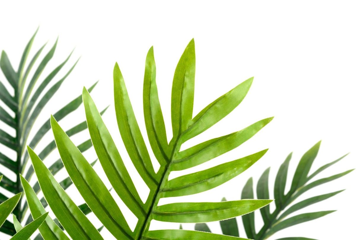 Palm Tree