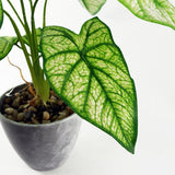 Artificial Taro Plant in Decorative Planter
