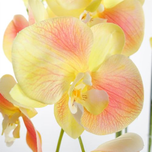 Large Yellow Peach Orchid Plant – 110cm