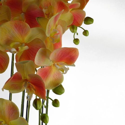 Large Yellow Peach Orchid Plant – 110cm