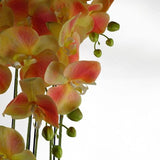 Large Yellow Peach Orchid Plant – 110cm