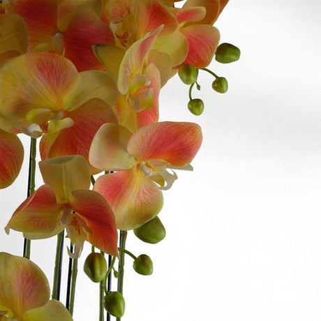 Large Yellow Peach Orchid Plant – 110cm