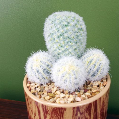 20cm Artificial Cactus Plant Arrangement