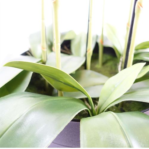 Large Yellow Peach Orchid Plant – 110cm