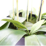 Large Yellow Peach Orchid Plant – 110cm