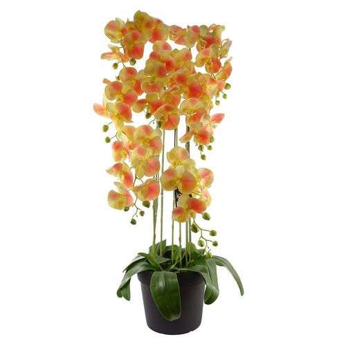 Large Yellow Peach Orchid Plant – 110cm
