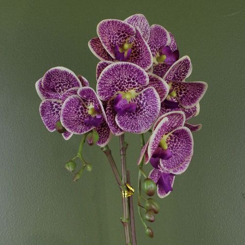 50cm Phalaenopsis Orchid Artificial Purple Leopard Gold Pot