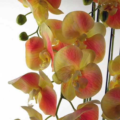 Large Yellow Peach Orchid Plant – 110cm