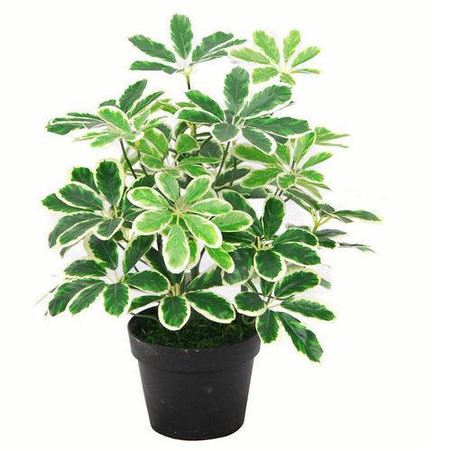 55cm Variegated Artificial Umbrella Plant