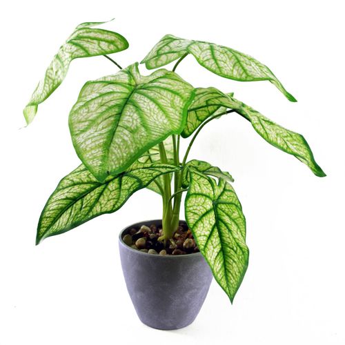 Artificial Taro Plant in Decorative Planter