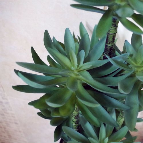 60cm Artificial Tropical Yukka Palm in Planter