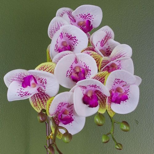 Harlequin Orchid Artificial Plant – Pink