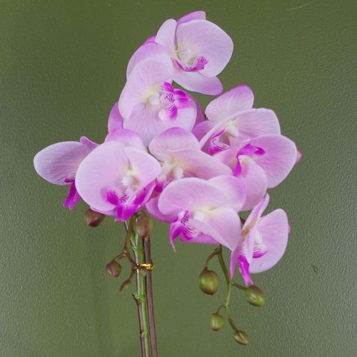 Artificial Phalaenopsis Orchid – Light Pink (50cm)
