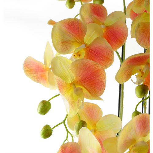 Large Yellow Peach Orchid Plant – 110cm