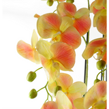 Large Yellow Peach Orchid Plant – 110cm