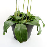 Large Yellow Peach Orchid Plant – 110cm
